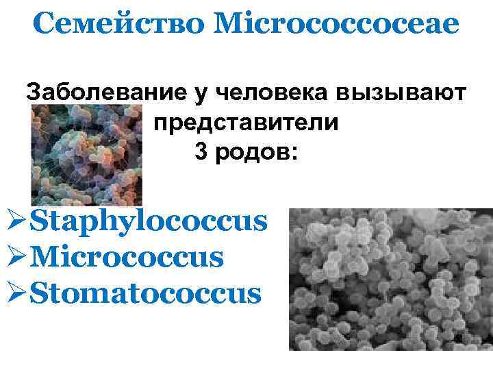 Семейство Micrococcoceae Заболевание у человека вызывают представители 3 родов: ØStaphylococcus ØMicrococcus ØStomatococcus 