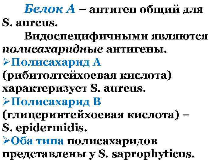 Белок А – антиген общий для S. aureus. Видоспецифичными являются полисахаридные антигены. ØПолисахарид А