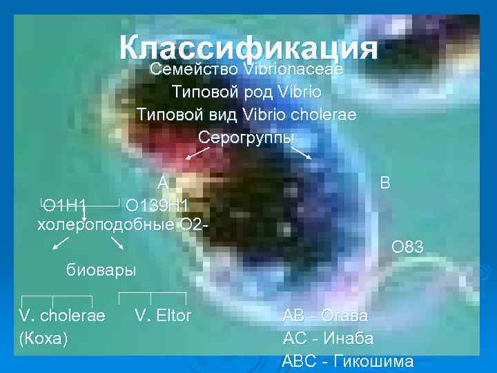 Классификация Семейство Vibrionaceae Типовой род Vibrio Типовой вид Vibrio cholerae Серогруппы А О 1