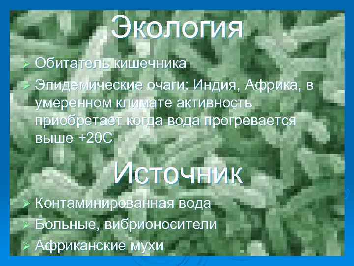 Экология Ø Обитатель кишечника Ø Эпидемические очаги: Индия, Африка, в умеренном климате активность приобретает