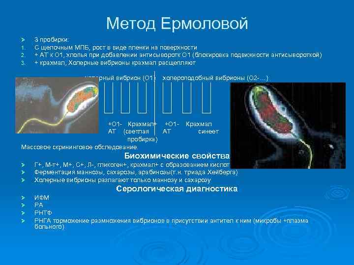 Метод Ермоловой Ø 1. 2. 3. 3 пробирки: С щелочным МПБ, рост в виде