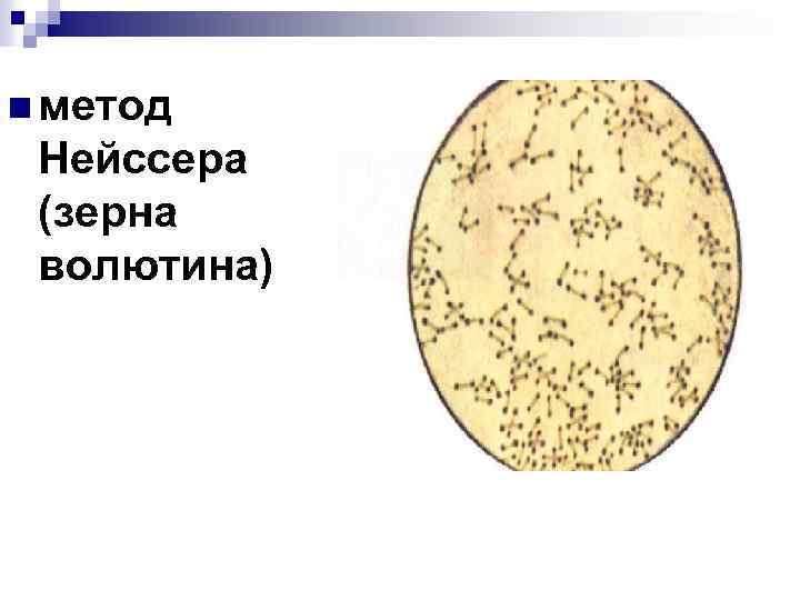 n метод Нейссера (зерна волютина) 