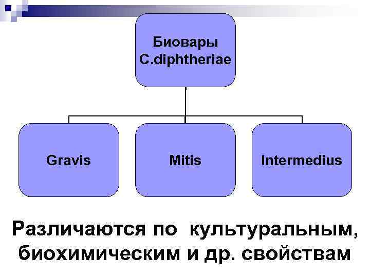 Биовары C. diphtheriae Gravis Mitis Intermedius Различаются по культуральным, биохимическим и др. свойствам 