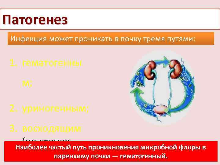 Патогенез Инфекция может проникать в почку тремя путями: 1. гематогенны м; 2. уриногенным; 3.