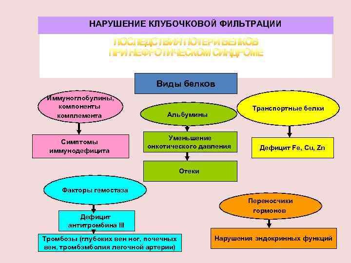 НАРУШЕНИЕ КЛУБОЧКОВОЙ ФИЛЬТРАЦИИ ПОСЛЕДСТВИЯ ПОТЕРИ БЕЛКОВ ПРИ НЕФРОТИЧЕСКОМ СИНДРОМЕ Виды белков Иммуноглобулины, компоненты комплемента