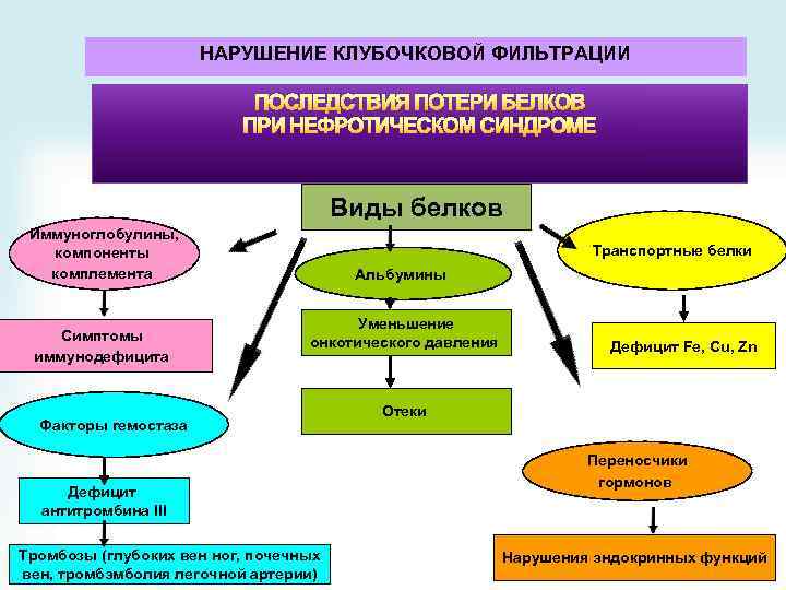 НАРУШЕНИЕ КЛУБОЧКОВОЙ ФИЛЬТРАЦИИ ПОСЛЕДСТВИЯ ПОТЕРИ БЕЛКОВ ПРИ НЕФРОТИЧЕСКОМ СИНДРОМЕ Виды белков Иммуноглобулины, компоненты комплемента