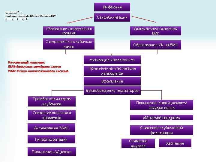 Инфекция Литвицкий П. Ф Механизм развития острого и хронического гломерулонефрита Сенсибилизация Образование и циркуляция