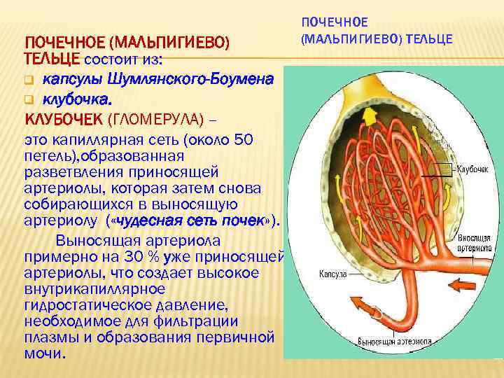 ПОЧЕЧНОЕ (МАЛЬПИГИЕВО) ТЕЛЬЦЕ состоит из: q капсулы Шумлянского-Боумена q клубочка. КЛУБОЧЕК (ГЛОМЕРУЛА) – это