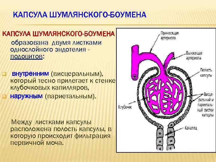 КАПСУЛА ШУМЛЯНСКОГО-БОУМЕНА образована двумя листками однослойного эндотелия подоцитов: q q внутренним (висцеральным), который тесно