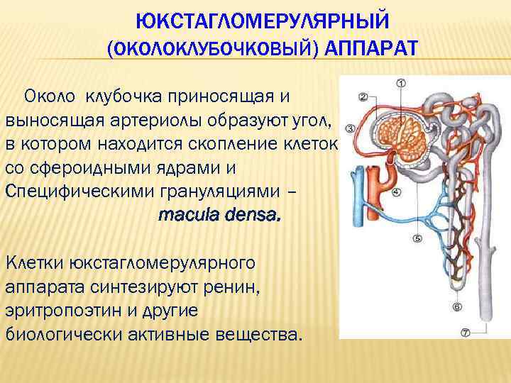 ЮКСТАГЛОМЕРУЛЯРНЫЙ (ОКОЛОКЛУБОЧКОВЫЙ) АППАРАТ Около клубочка приносящая и выносящая артериолы образуют угол, в котором находится