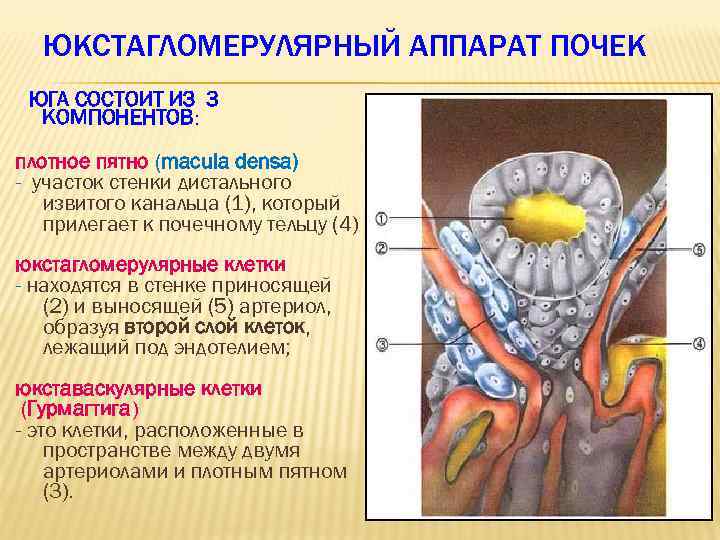 ЮКСТАГЛОМЕРУЛЯРНЫЙ АППАРАТ ПОЧЕК ЮГА СОСТОИТ ИЗ 3 КОМПОНЕНТОВ: плотное пятно (macula densa) - участок