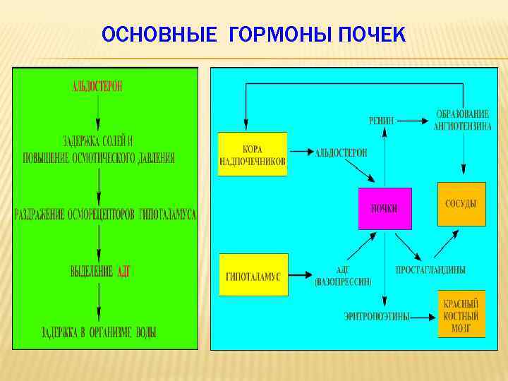 ОСНОВНЫЕ ГОРМОНЫ ПОЧЕК 