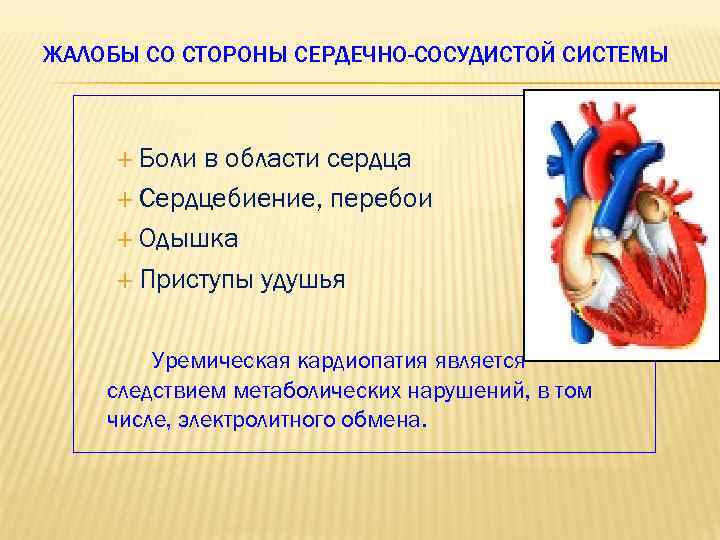 ЖАЛОБЫ СО СТОРОНЫ СЕРДЕЧНО-СОСУДИСТОЙ СИСТЕМЫ Боли в области сердца Сердцебиение, перебои Одышка Приступы удушья