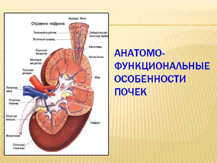 АНАТОМОФУНКЦИОНАЛЬНЫЕ ОСОБЕННОСТИ ПОЧЕК 