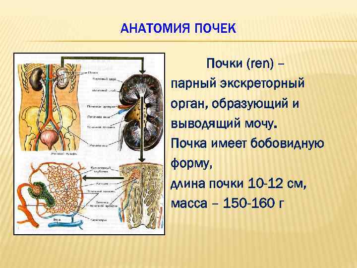 АНАТОМИЯ ПОЧЕК Почки (ren) – парный экскреторный орган, образующий и выводящий мочу. Почка имеет
