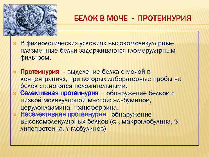 БЕЛОК В МОЧЕ - ПРОТЕИНУРИЯ В физиологических условиях высокомолекулярные плазменные белки задерживаются гломерулярным фильтром.