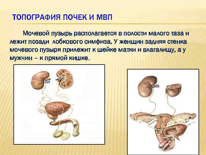 ТОПОГРАФИЯ ПОЧЕК И МВП Мочевой пузырь располагается в полости малого таза и лежит позади