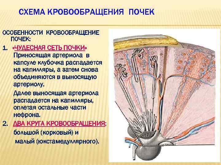 Кровоснабжение почки схема