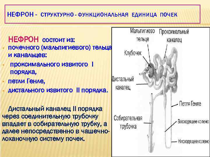 НЕФРОН - СТРУКТУРНО - ФУНКЦИОНАЛЬНАЯ ЕДИНИЦА ПОЧЕК НЕФРОН состоит из: • • почечного (мальпигиевого)