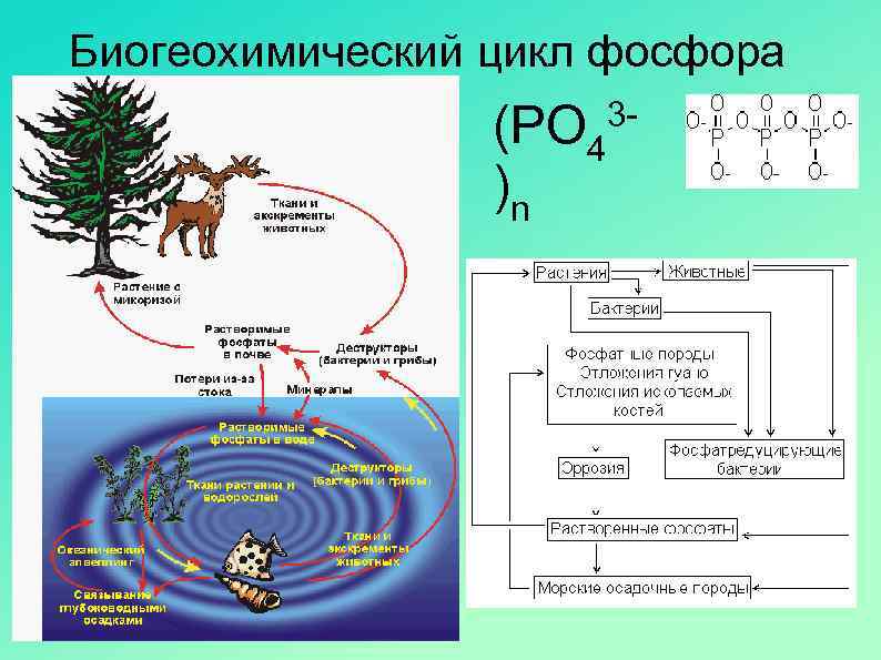 Схема биогеохимического цикла фосфора