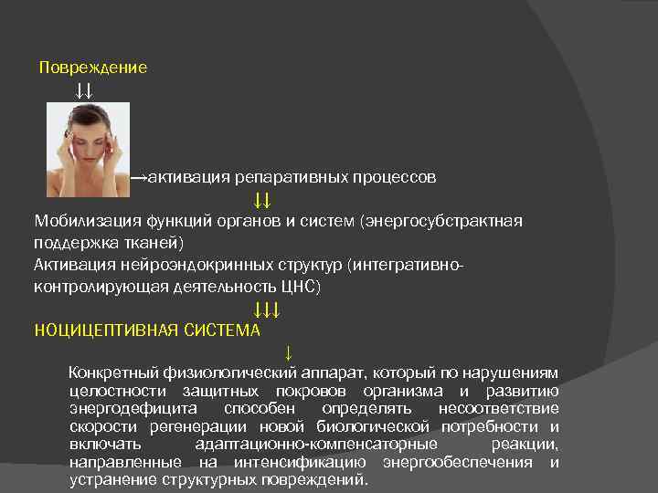 Повреждение ↓↓ →активация репаративных процессов ↓↓ Мобилизация функций органов и систем (энергосубстрактная поддержка тканей)