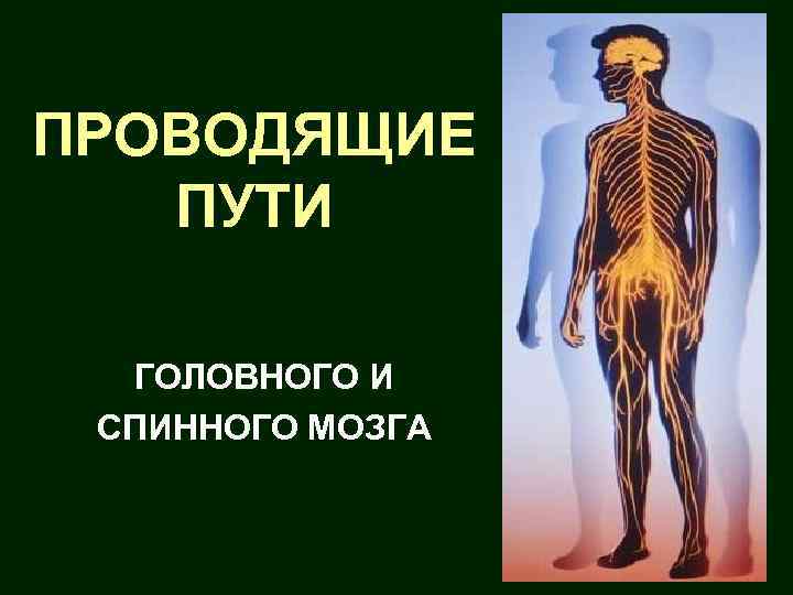 ПРОВОДЯЩИЕ ПУТИ ГОЛОВНОГО И СПИННОГО МОЗГА 