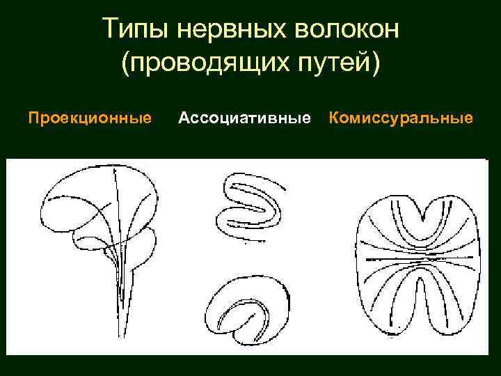 Типы нервных волокон (проводящих путей) Проекционные Ассоциативные Комиссуральные 