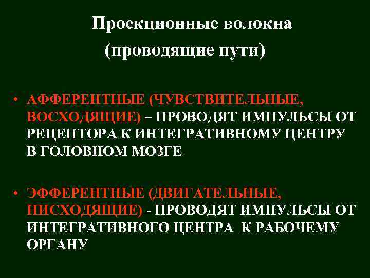 Проекционные волокна (проводящие пути) • АФФЕРЕНТНЫЕ (ЧУВСТВИТЕЛЬНЫЕ, ВОСХОДЯЩИЕ) – ПРОВОДЯТ ИМПУЛЬСЫ ОТ РЕЦЕПТОРА К