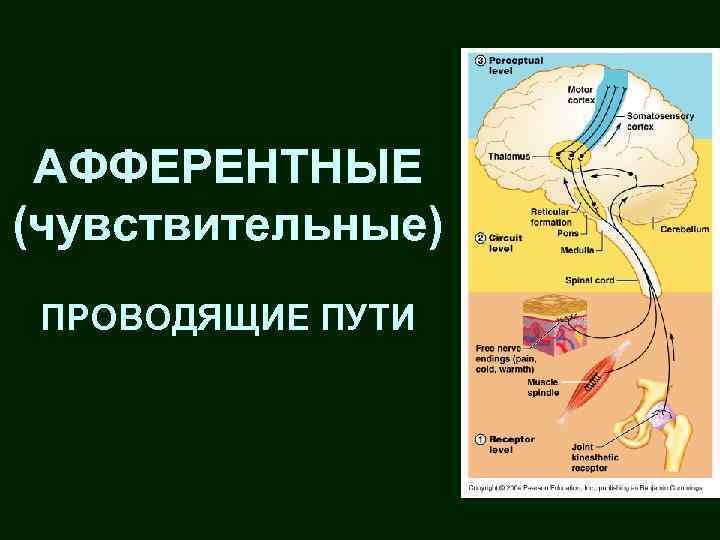 Афферентные и эфферентные пути. Афферентные пути. Афферентные и эфферентные пути спинного мозга. Афферентные проводящие пути головного и спинного мозга. Афферентные и эфферентные проводящие пути спинного мозга.