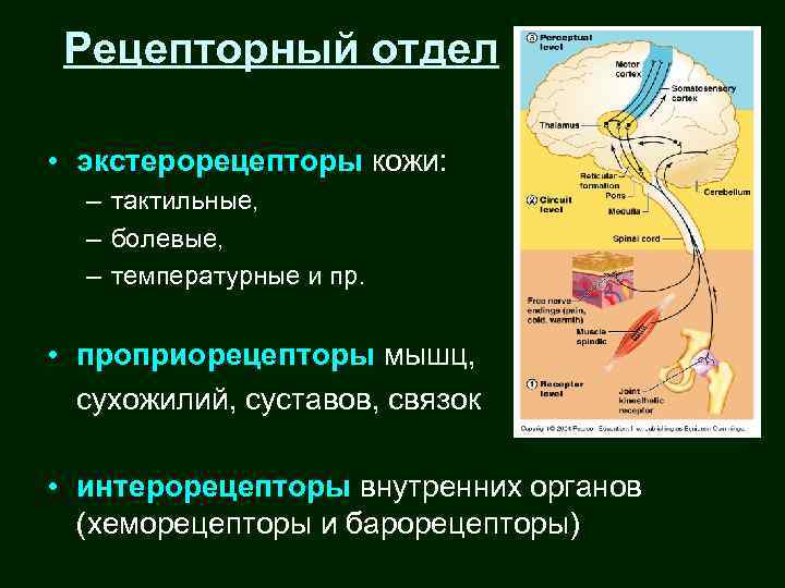Рецепторный отдел • экстерорецепторы кожи: – тактильные, – болевые, – температурные и пр. •