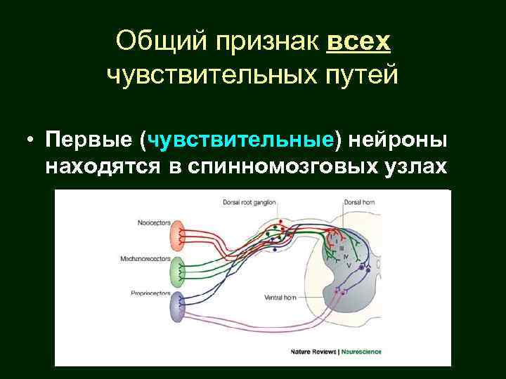 Общий признак всех чувствительных путей • Первые (чувствительные) нейроны находятся в спинномозговых узлах 