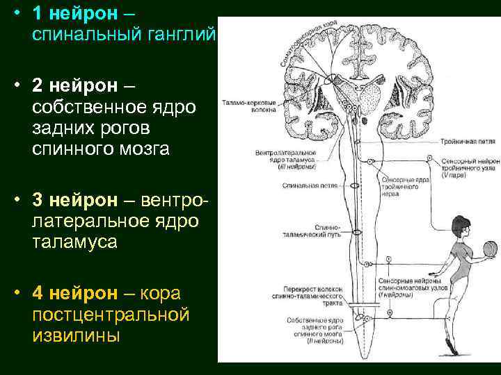  • 1 нейрон – спинальный ганглий • 2 нейрон – собственное ядро задних