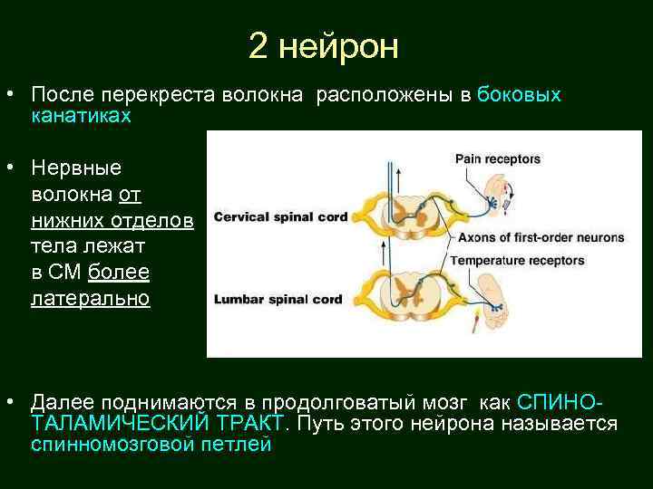 2 нейрон • После перекреста волокна расположены в боковых канатиках • Нервные волокна от
