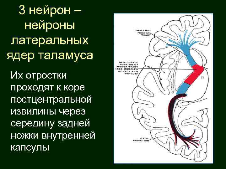 3 нейрон – нейроны латеральных ядер таламуса Их отростки проходят к коре постцентральной извилины