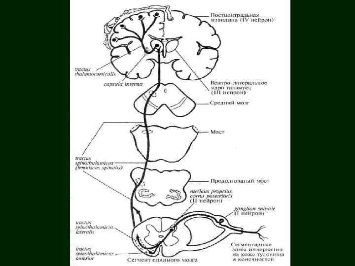 Покрышечно спинномозговой путь схема