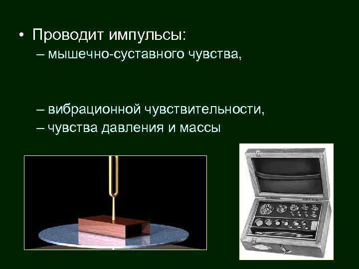  • Проводит импульсы: – мышечно-суставного чувства, – вибрационной чувствительности, – чувства давления и