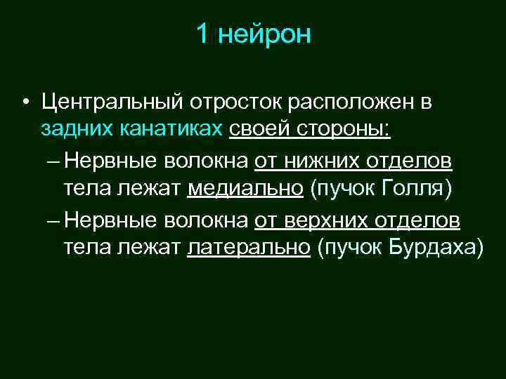 1 нейрон • Центральный отросток расположен в задних канатиках своей стороны: – Нервные волокна