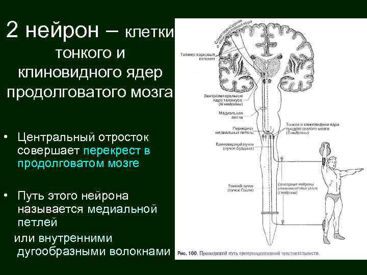 2 нейрон – клетки тонкого и клиновидного ядер продолговатого мозга • Центральный отросток совершает