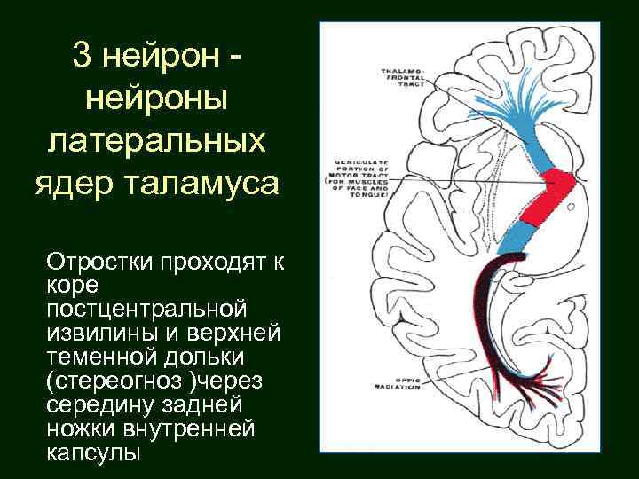 3 нейроны латеральных ядер таламуса Отростки проходят к коре постцентральной извилины и верхней теменной