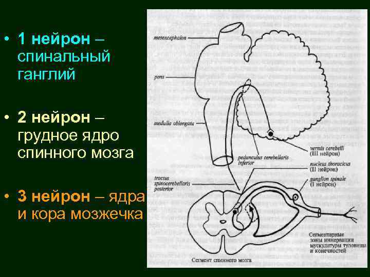  • 1 нейрон – спинальный ганглий • 2 нейрон – грудное ядро спинного