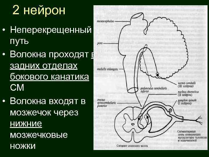 2 нейрон • Неперекрещенный путь • Волокна проходят в задних отделах бокового канатика СМ