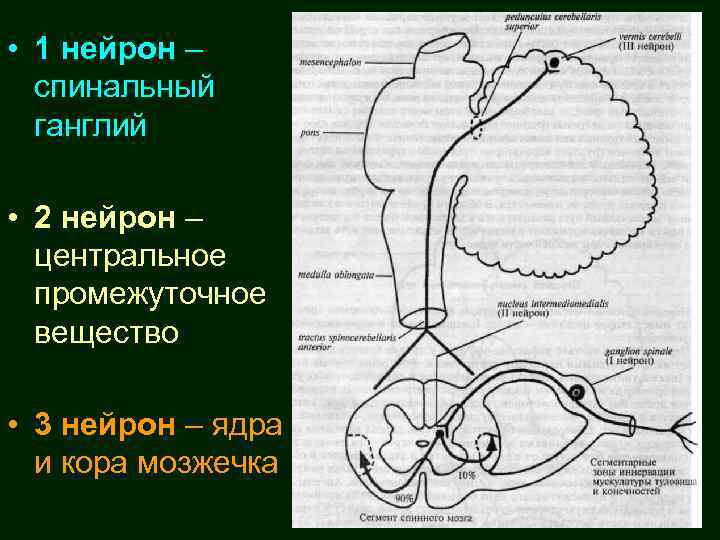  • 1 нейрон – спинальный ганглий • 2 нейрон – центральное промежуточное вещество