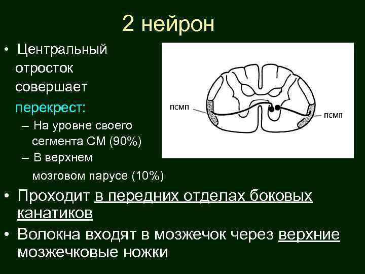 2 нейрон • Центральный отросток совершает перекрест: – На уровне своего сегмента СМ (90%)