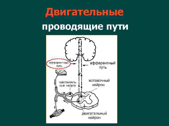 Проводящие пути рисунки