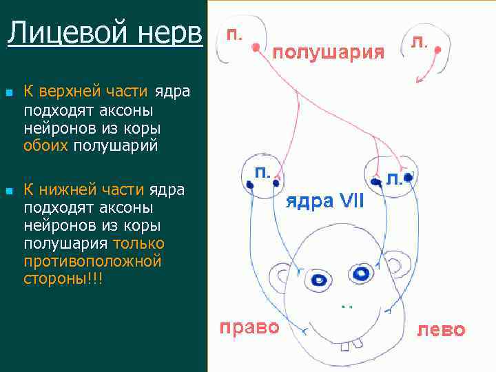 Лицевой нерв n n К верхней части ядра подходят аксоны нейронов из коры обоих