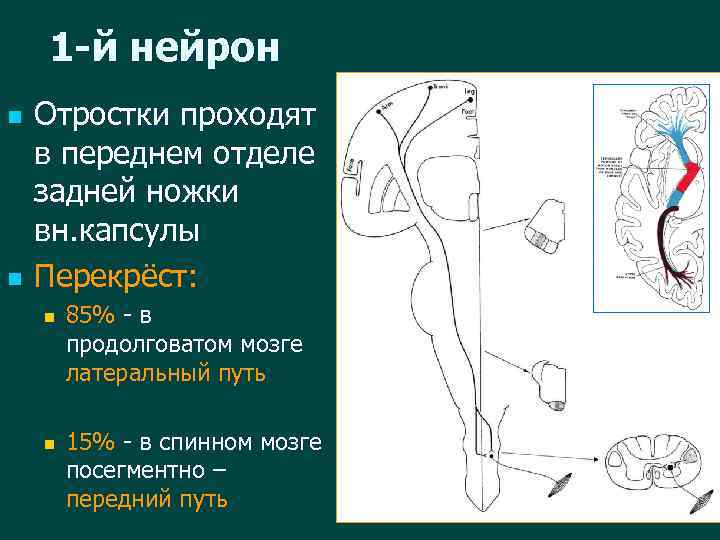 1 -й нейрон n n Отростки проходят в переднем отделе задней ножки вн. капсулы