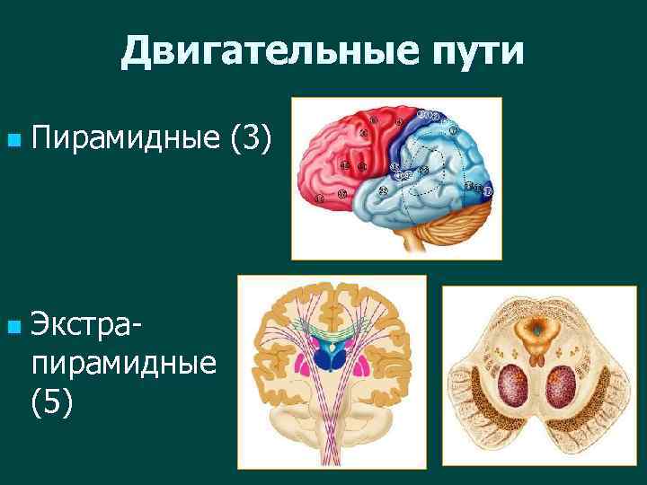 Двигательные пути n n Пирамидные (3) Экстрапирамидные (5) 