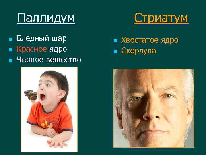 Паллидум n n n Бледный шар Красное ядро Черное вещество Стриатум n n Хвостатое