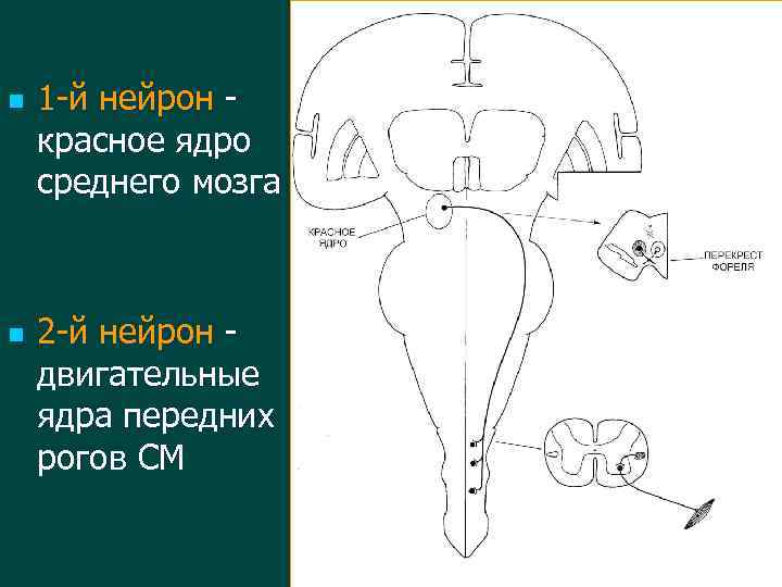n n 1 -й нейрон красное ядро среднего мозга 2 -й нейрон двигательные ядра