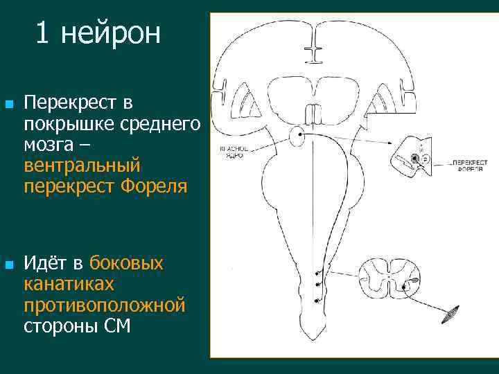 Перекрест. Вентральный Перекрест покрышки среднего мозга. Перекрест в среднем мозге. Перекрест Фореля. Дорсальный Перекрест покрышки среднего мозга.